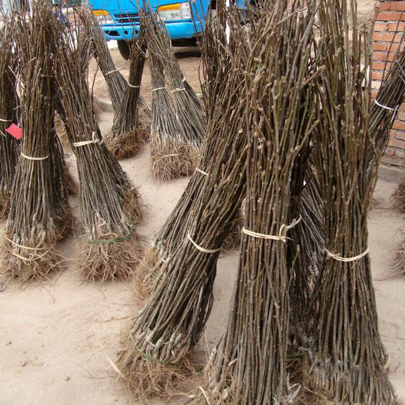 大量供应山楂苗 现货批发莱芜黑山楂树 甜红山楂 大五棱 品种齐全