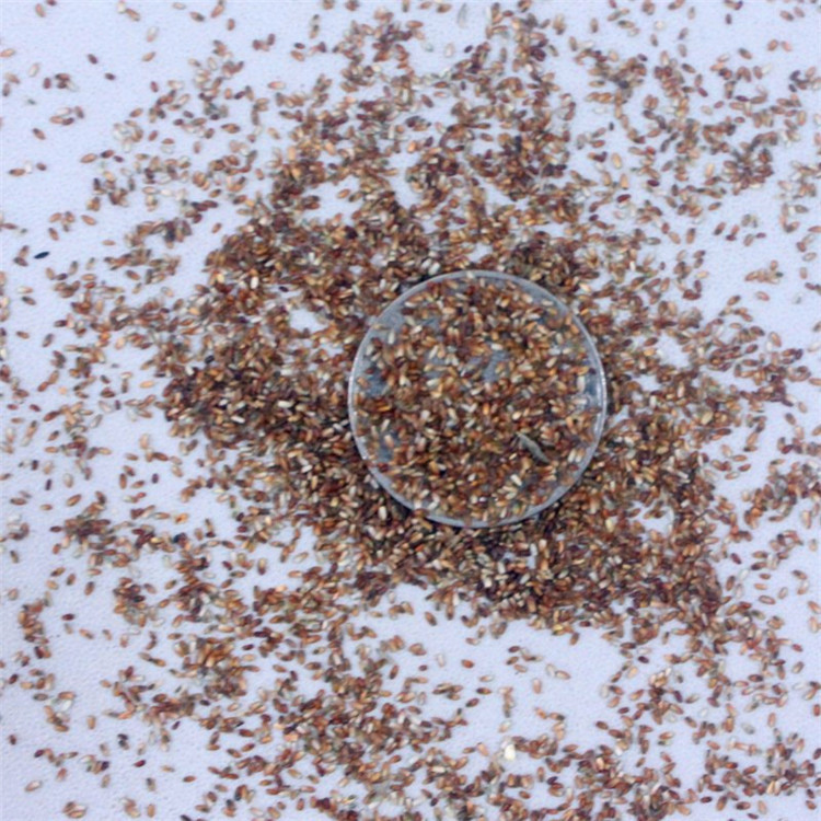 批发2016年新种子弯叶画眉草种子草坪护坡河岸护堤包邮货到付款