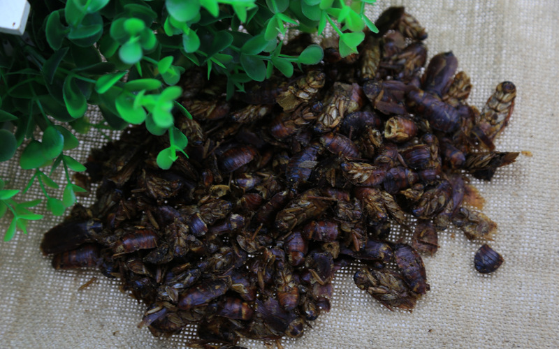 冷背中药材 蟑螂