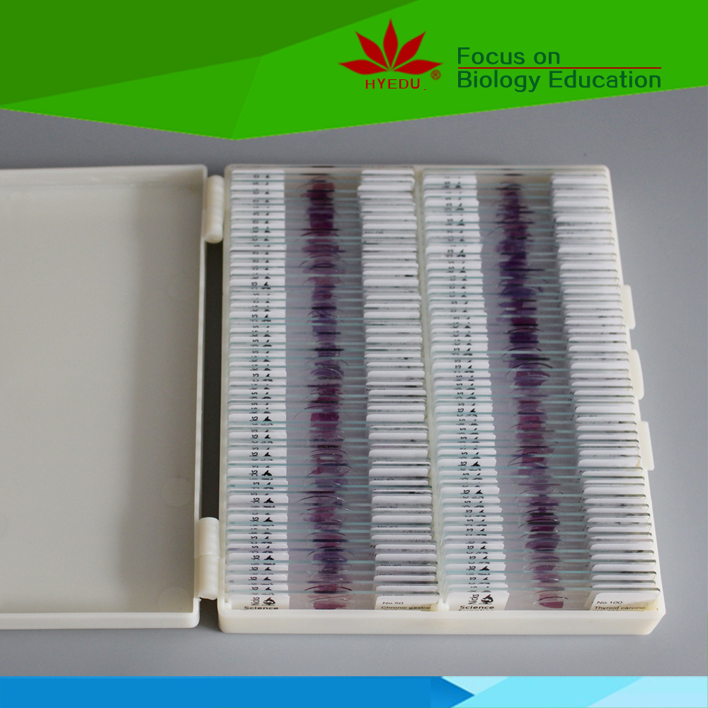 高教标准he染色结构典型100种人体病理组织学玻片