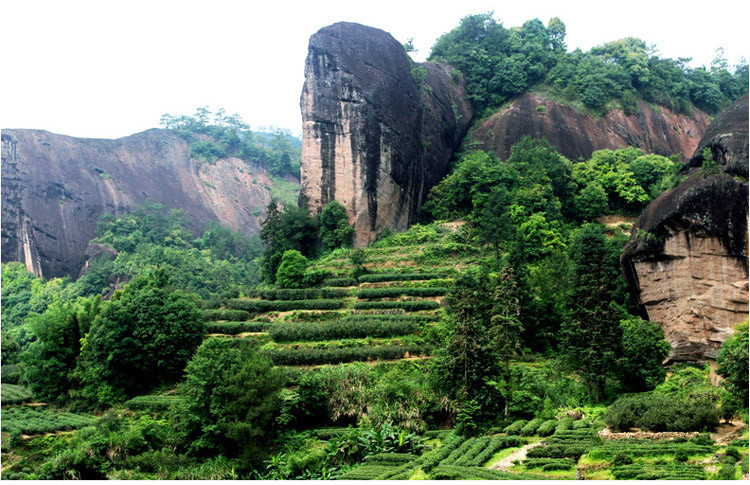 武夷山桐木关 特级醇香金骏眉红茶 茶叶散装 春茶 新茶 批发500g