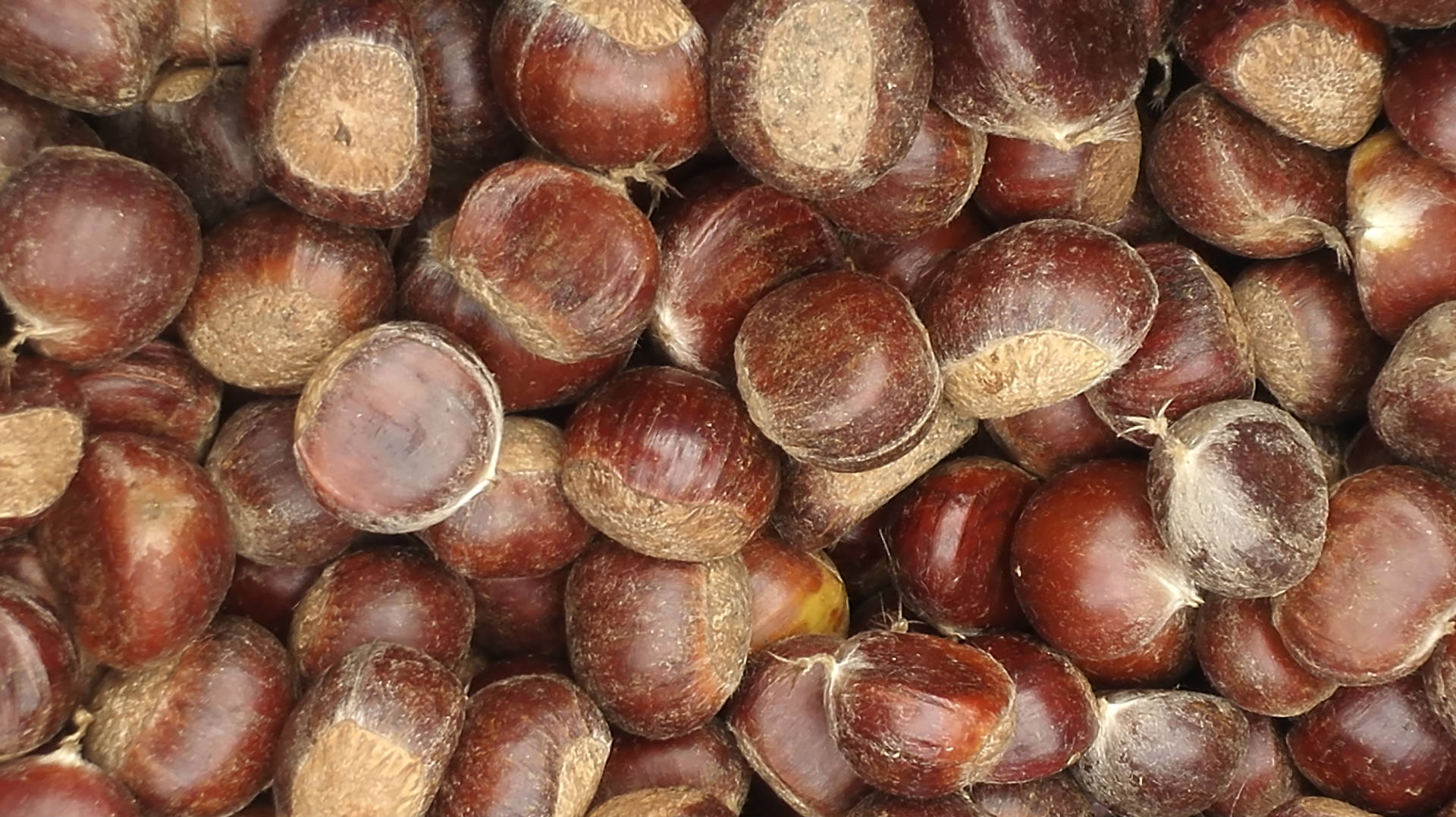 天星批发优质浙江毛板红板栗 广西油栗子 炒开口专用可剥栗米年货