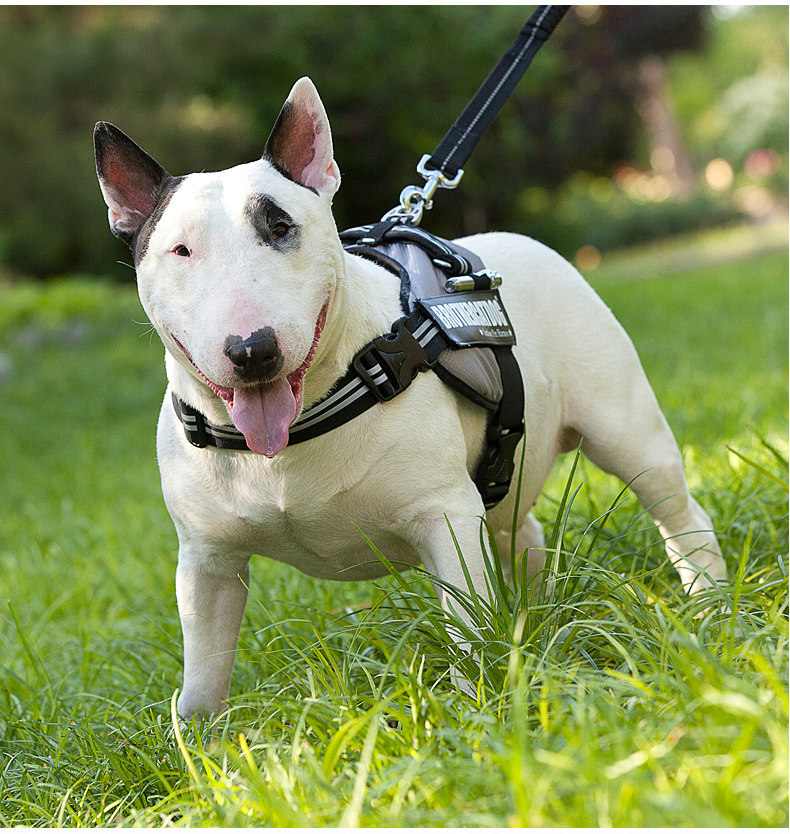 厂家直销 宠物用品 胸背带 大中型犬 大狗牵引绳 宠物衣服 秋冬批