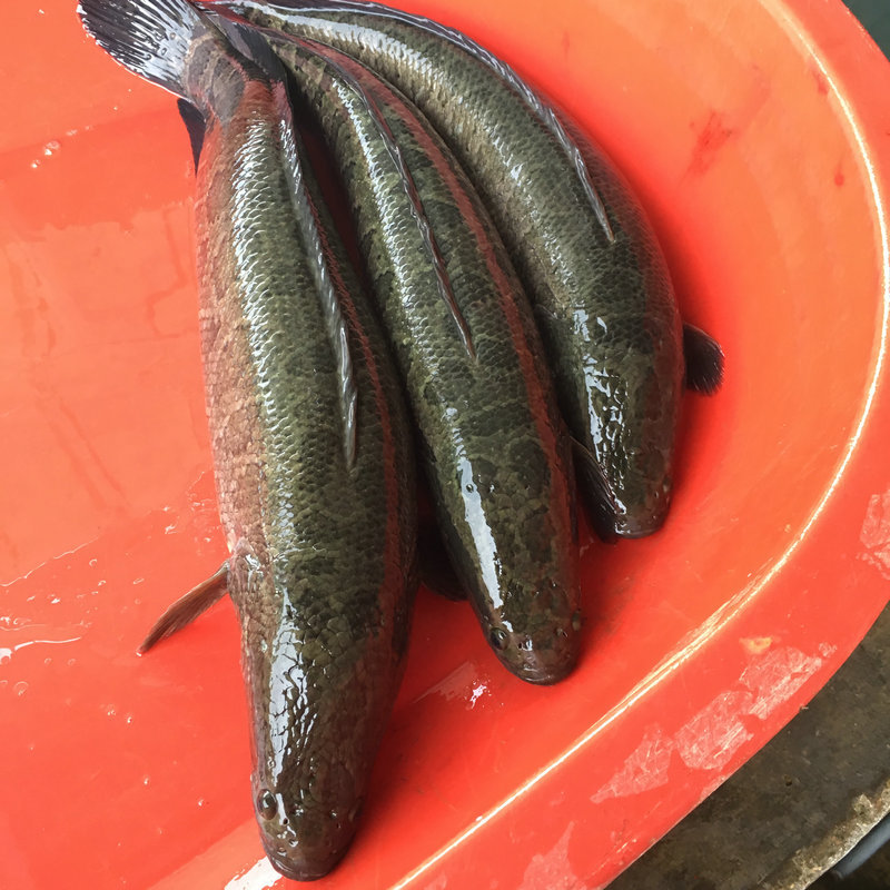 经销批发 优质水产养殖绿色生态生鱼 3斤大黑鱼个大肥美同城直发