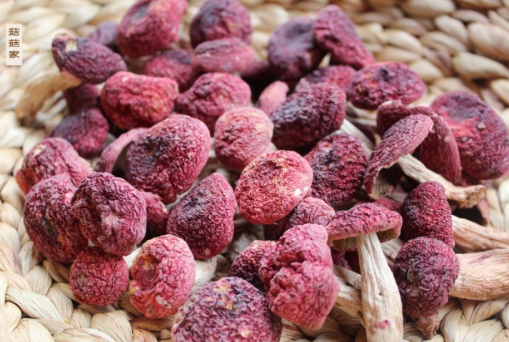 2016新货高品质野生红菇 散装500克干货 福建特产一件批发招代理