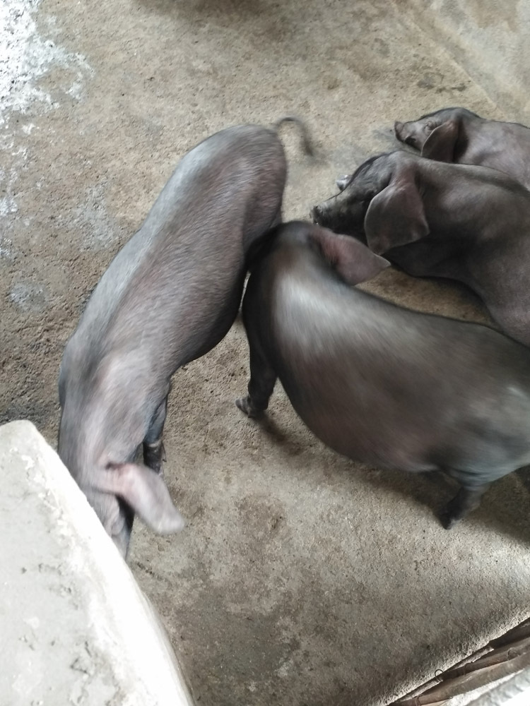 原种太湖猪梅山猪苏太猪北京黑 种猪母猪苗猪仔猪猪苗