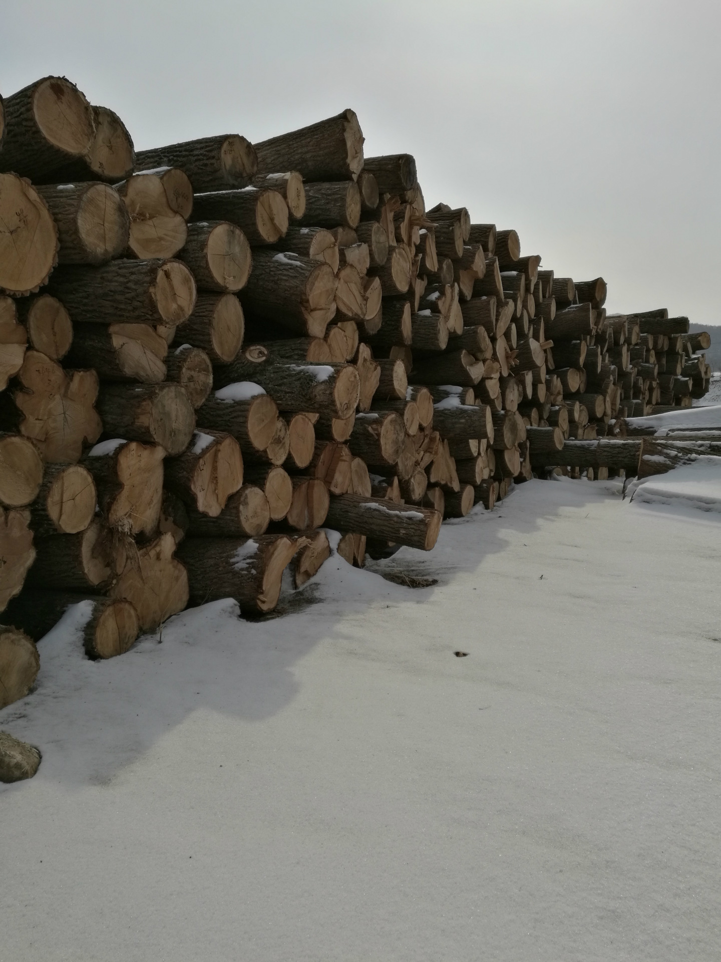 源头 东北楸木4米 3米 2米长度 大经级核桃楸原木 直溜根节胡桃楸