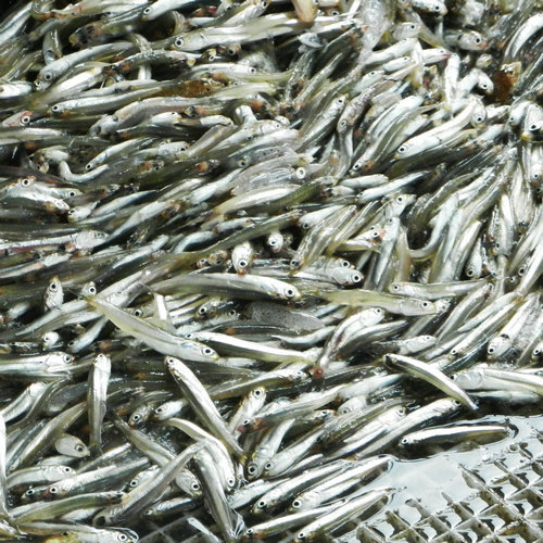 北方干制西施鱼 淡晒西施鱼海鲜水产鱼干