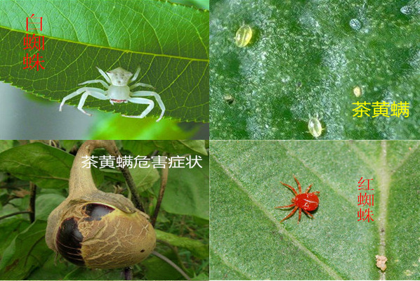 农药批发杀虫剂 苦参碱螨净 专治杀红蜘蛛白蜘蛛 菜青虫 螨虫