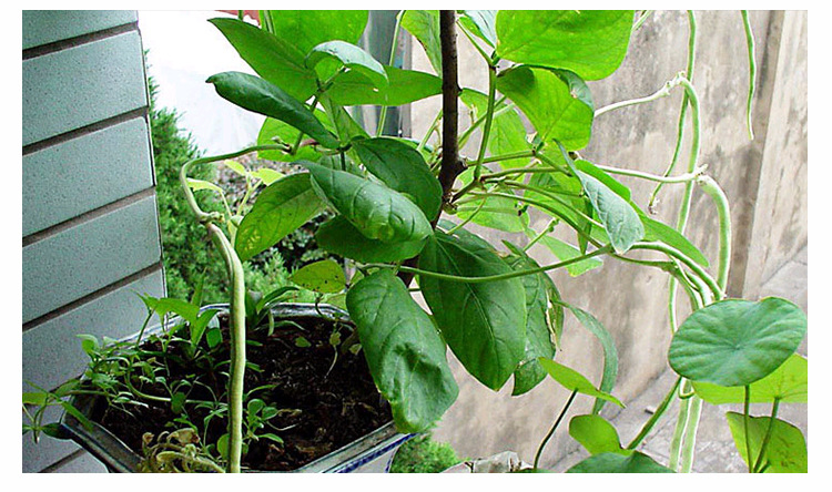 厂家直销 嫩茎豇豆种子 美国无架豆 无架豇豆 庭院种植 批发