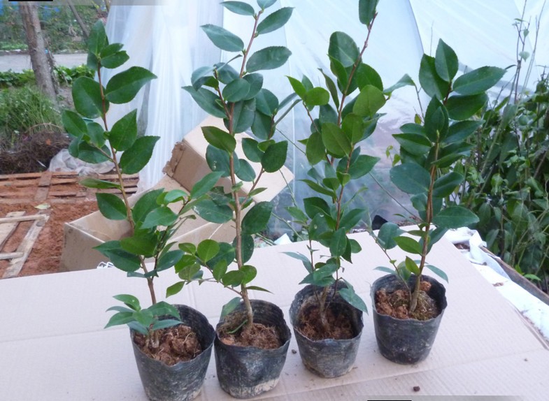 批发 茶花苗山茶花茶梅树小苗 室内外盆栽庭院**花卉植物包.