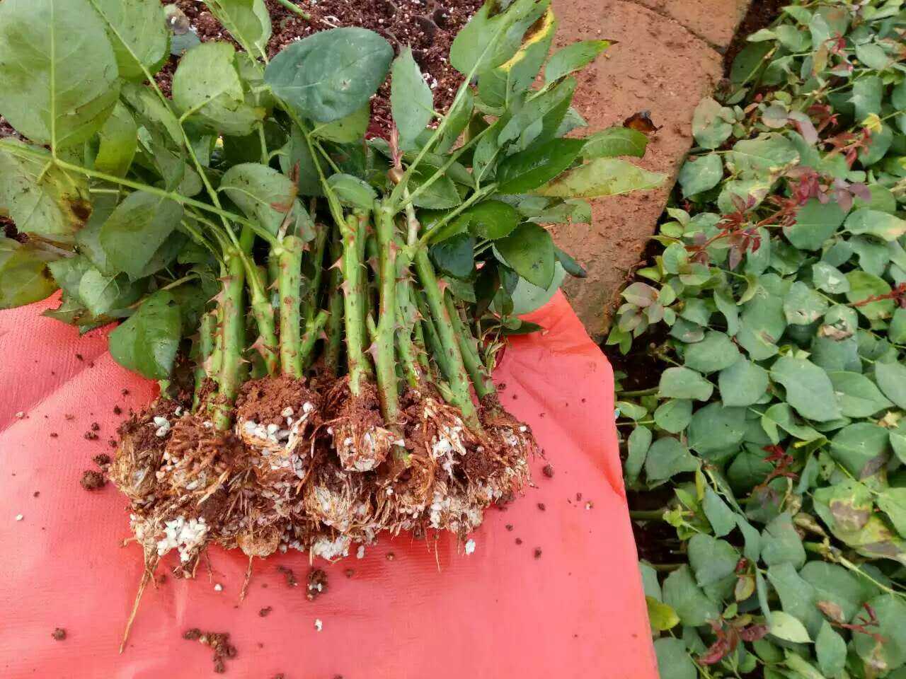 厂家批发戴安娜鲜切花玫瑰苗 粉色玫瑰观赏花卉 绿化工程花苗