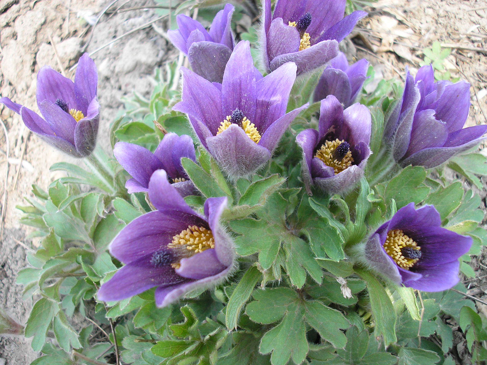 白头翁提取物   【产品规格】10:1 20:1 30:1   【产品别名】菊菊苗