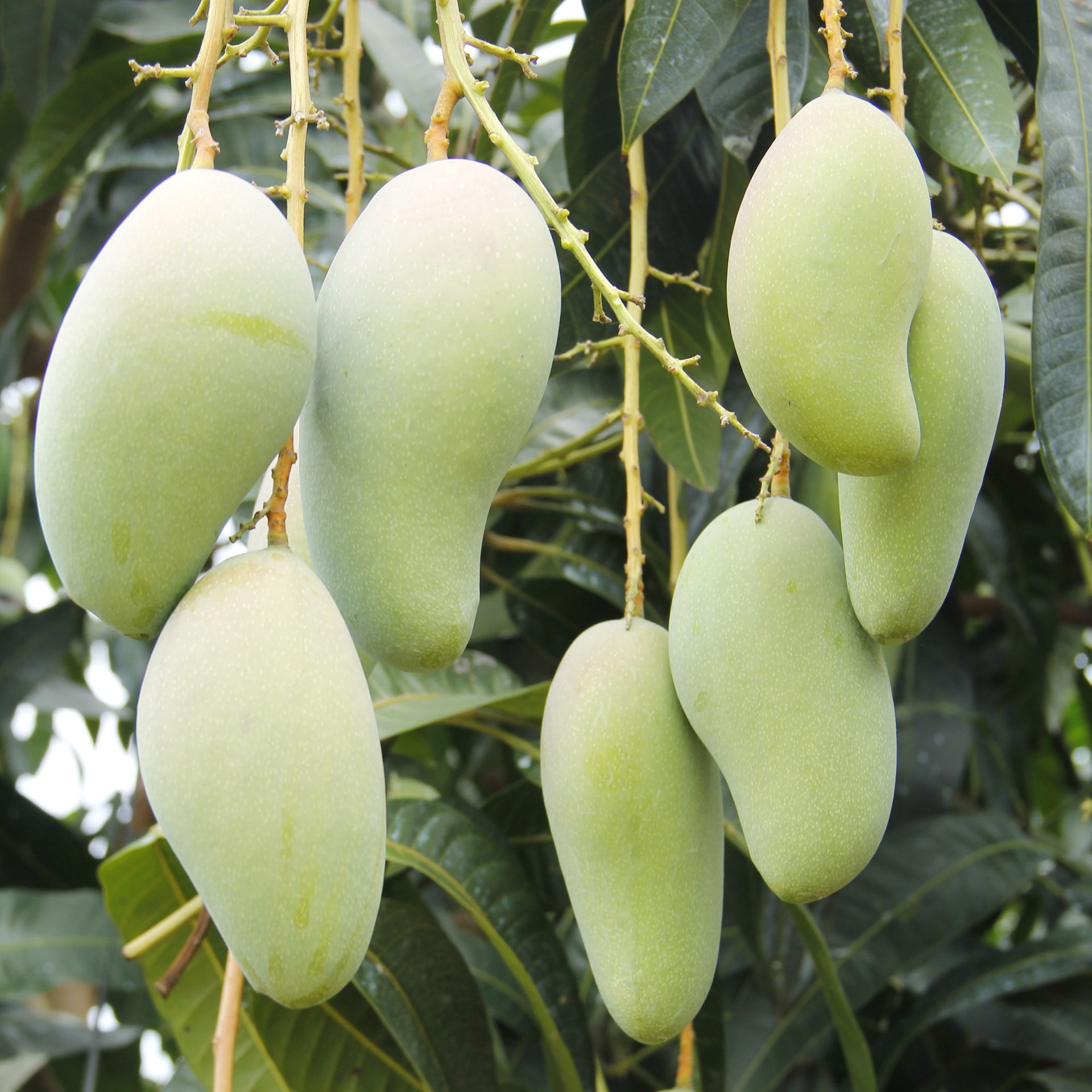 出售田东自产新鲜味美金煌芒5斤装包邮 一件代发