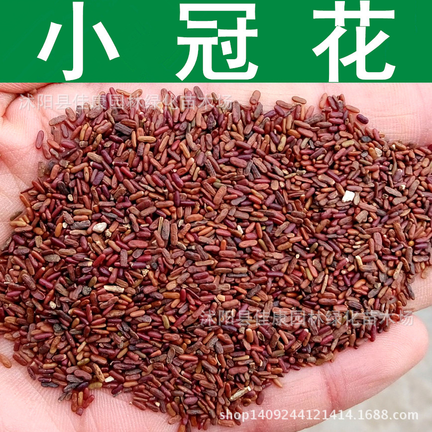 草花种子小冠花种子小冠花草籽花卉种子1件1斤