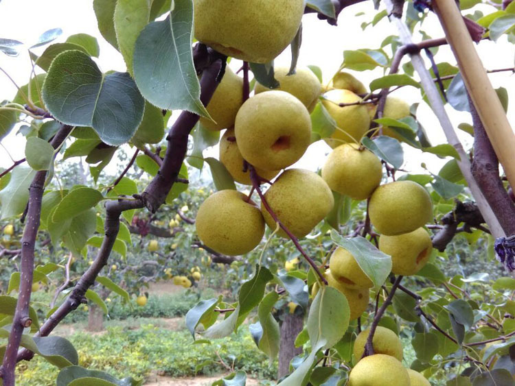 【砀果】新鲜砀山酥梨水果香甜多汁香梨砀山梨特级酥