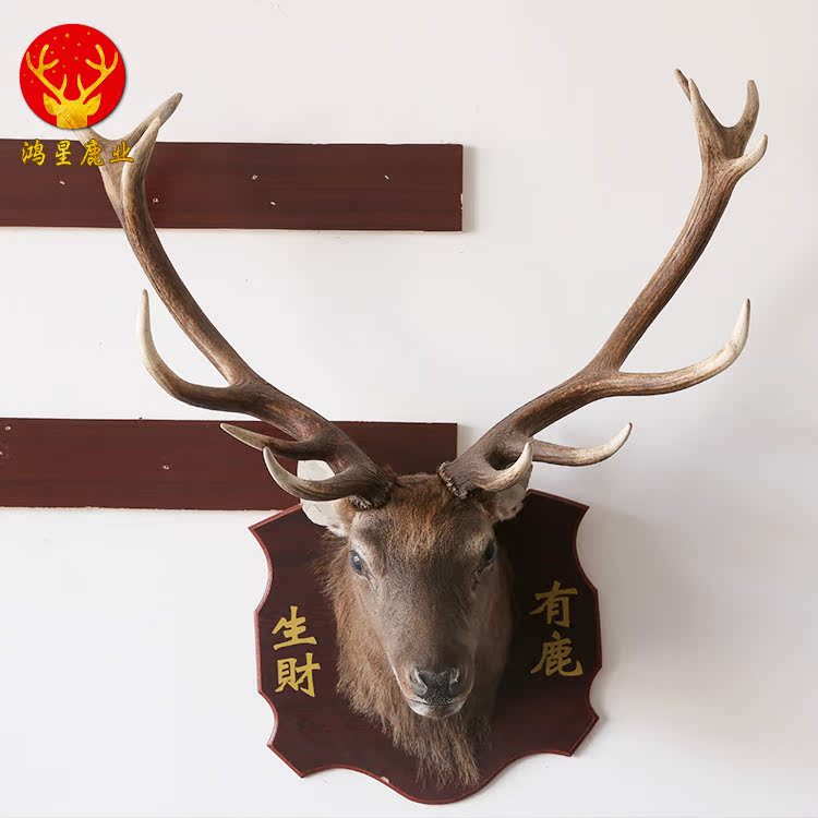 鹿头标本鹿头挂饰 原毛原皮真鹿头真鹿角