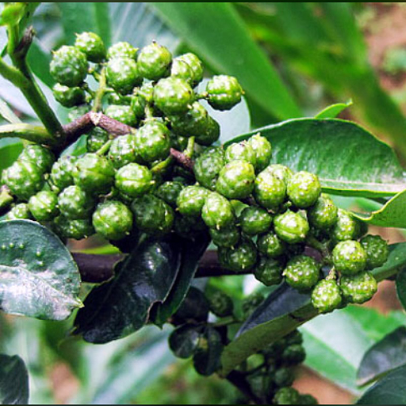 2016新货 四川特级青花椒 青麻椒 调味品 500g 散装批发