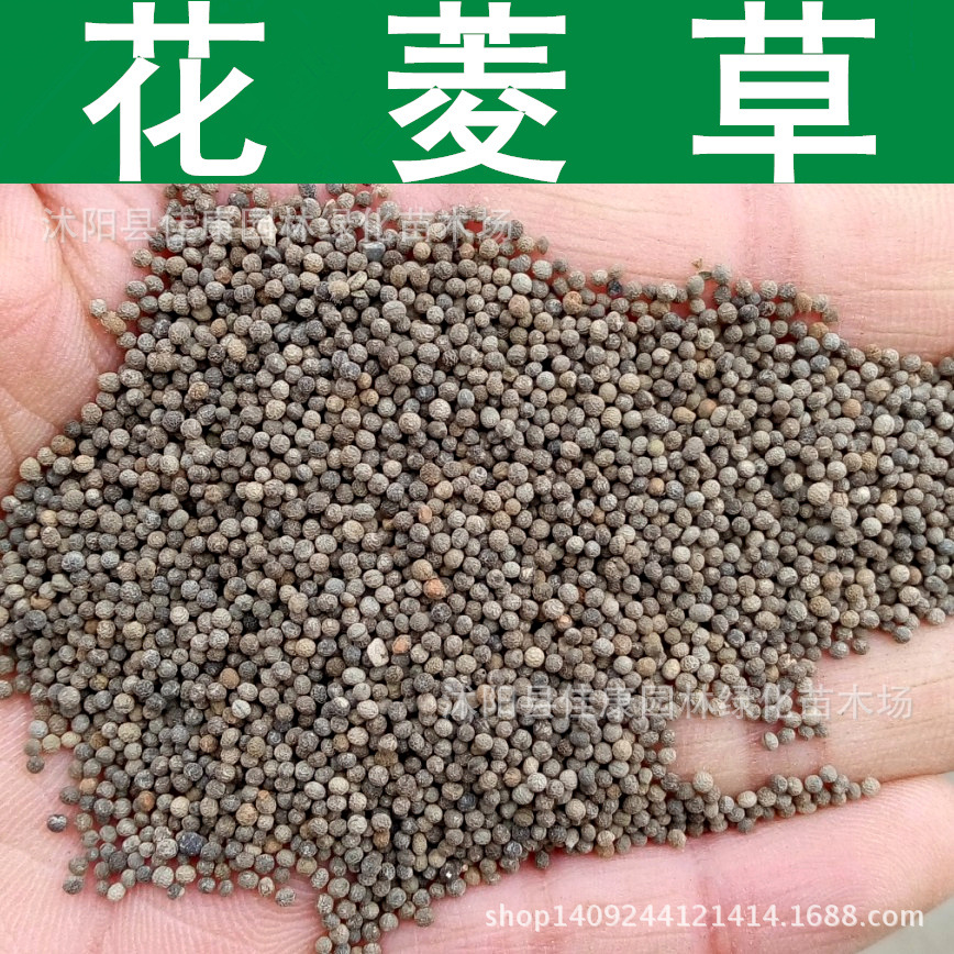 草花种子 花菱草种子 金英花 人参花种子 洋丽春 1件=1斤