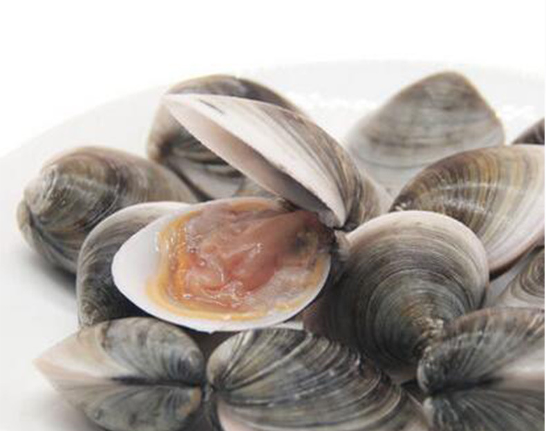 海鲜厂家批发 产地直销 鲜活青蛤新鲜青蛤 水产鲜活贝类极速.