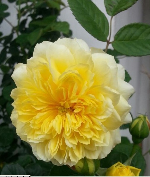 藤本攀援月季花苗 朝圣者(天路) 爬藤高手,生长超快