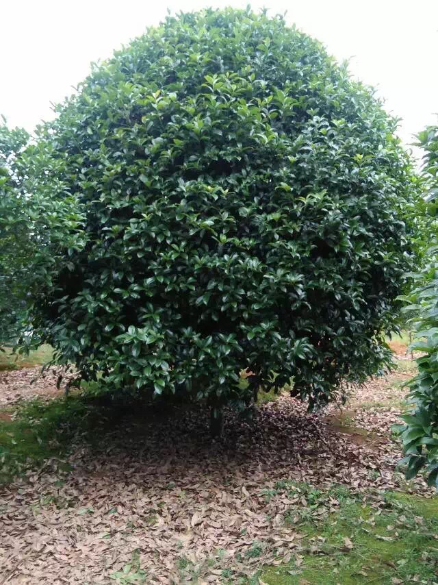 农户大量直销各种规格的独干 丛生四季桂 矮脚四季桂 价优