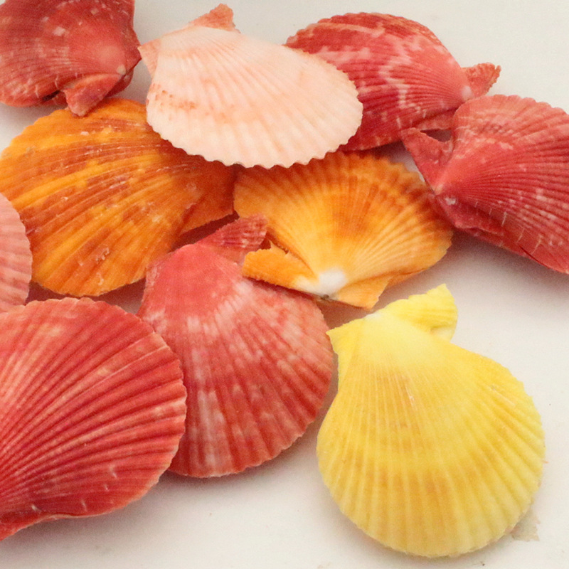 天然彩色贝壳装饰墙贴地台装饰彩贝鱼缸造景装饰地台扇贝批发