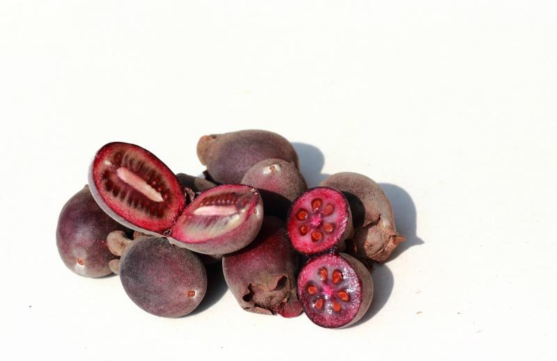 中药材 桃金娘 金丝桃 山稔子 岗稔 山稔子果 桃金娘批发