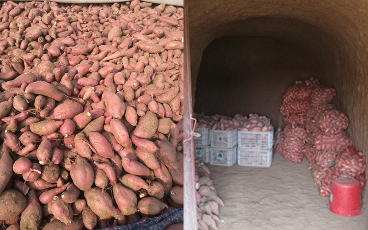 地瓜红薯5斤装包邮批发绿色**无公害小香薯**代理一件代发