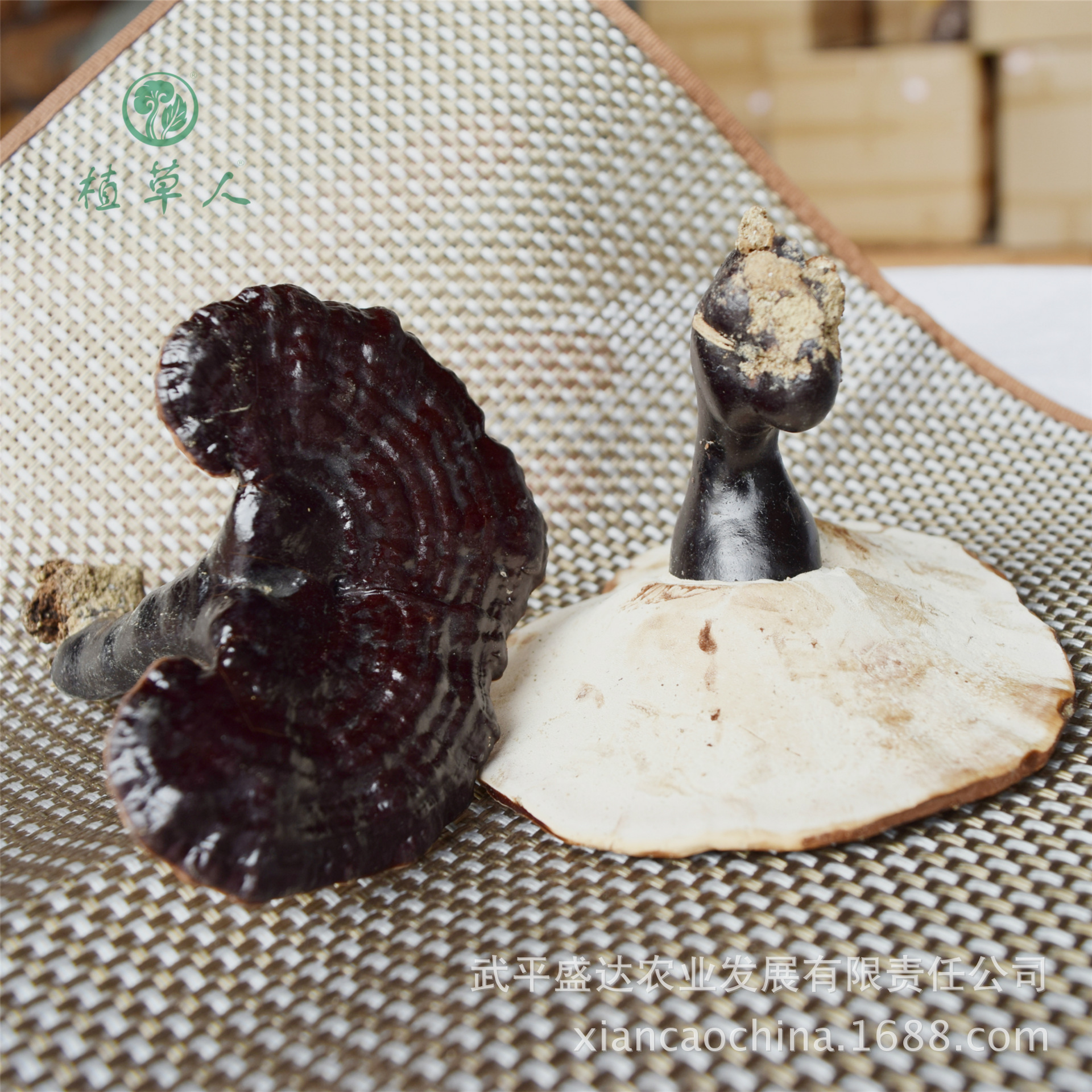 武平紫灵芝 椴木香灵芝 无粉白底 嫩灵芝 黑灵芝 香芝 基地发500g