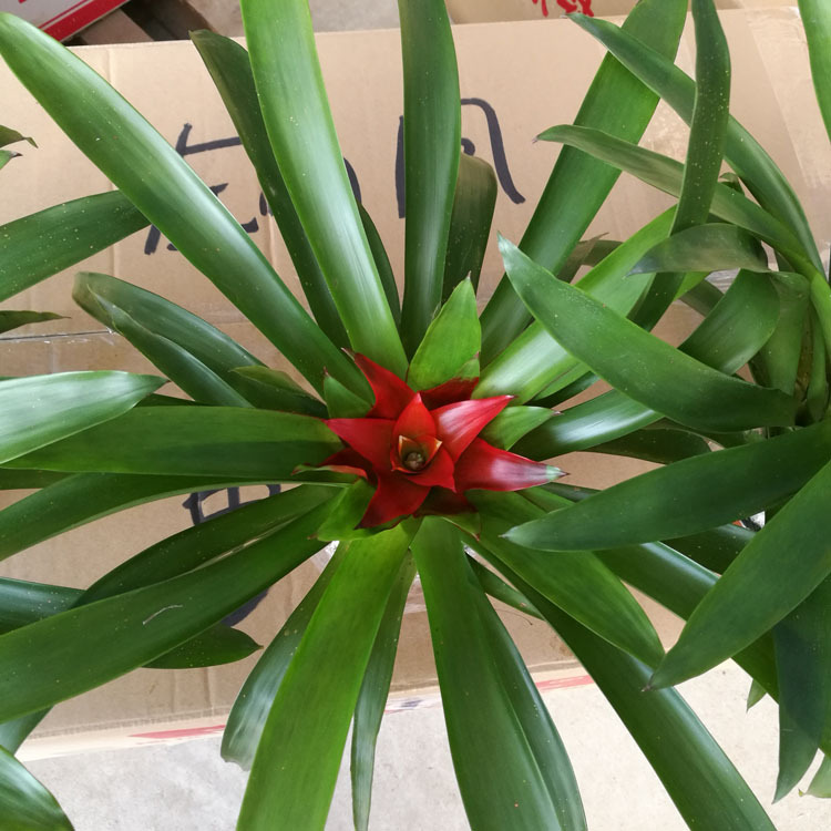 【基地直供】小红星凤梨绿植盆栽室内摆放观赏植物净化空气-阿里巴巴