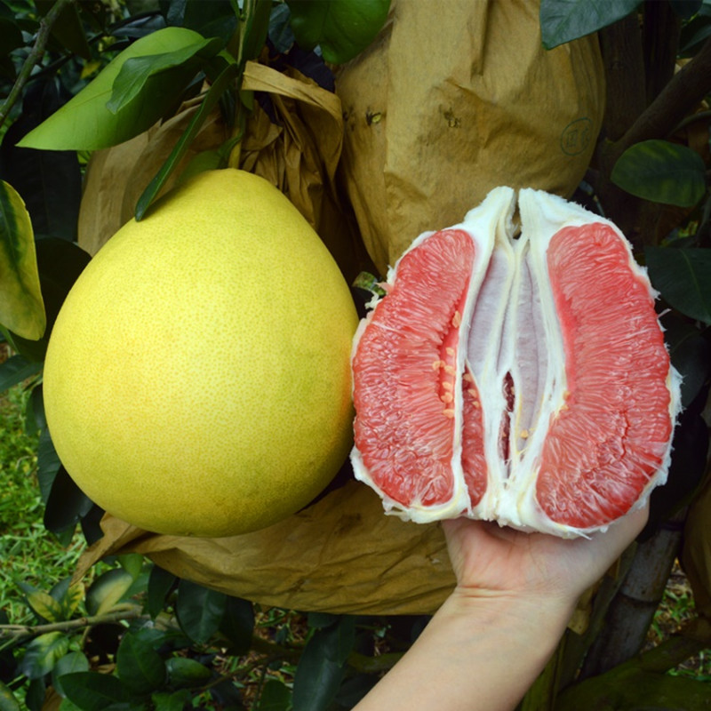 正宗广西容县沙田柚 红心蜜柚 新鲜柚子 2个装 包邮