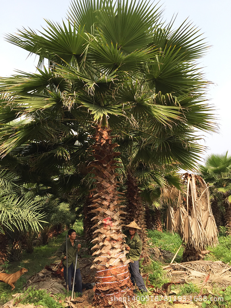 老人葵(华棕)产地处理 量大物美 规格齐全杆高1m-12m头40cm-70c