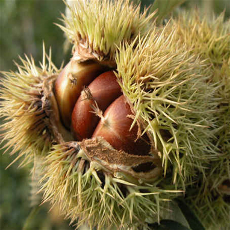 大量供应泰山板栗果当季新鲜生板栗品质齐全板栗果粒大饱满