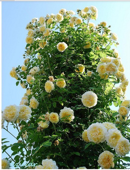 藤本攀援月季花苗 朝圣者(天路) 爬藤高手,生长超快