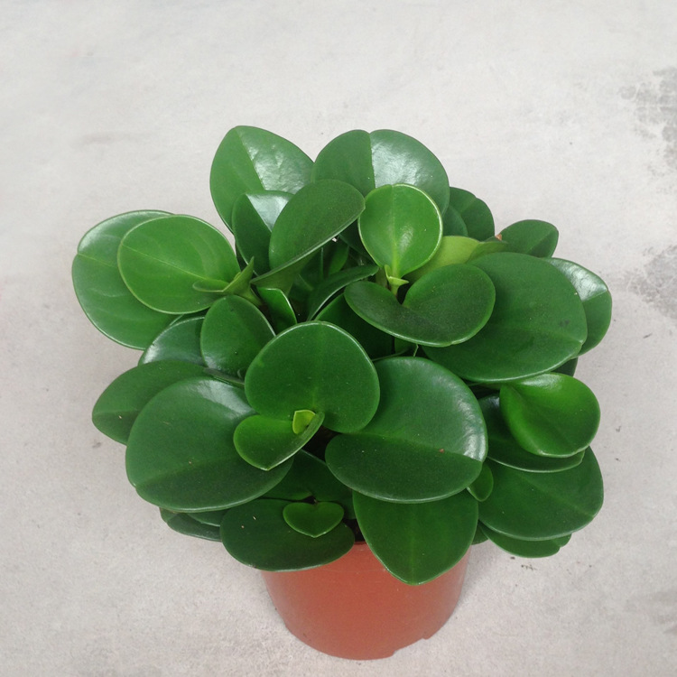 基地直销盆栽120青叶碧玉吸甲醛净化空气可水培花卉