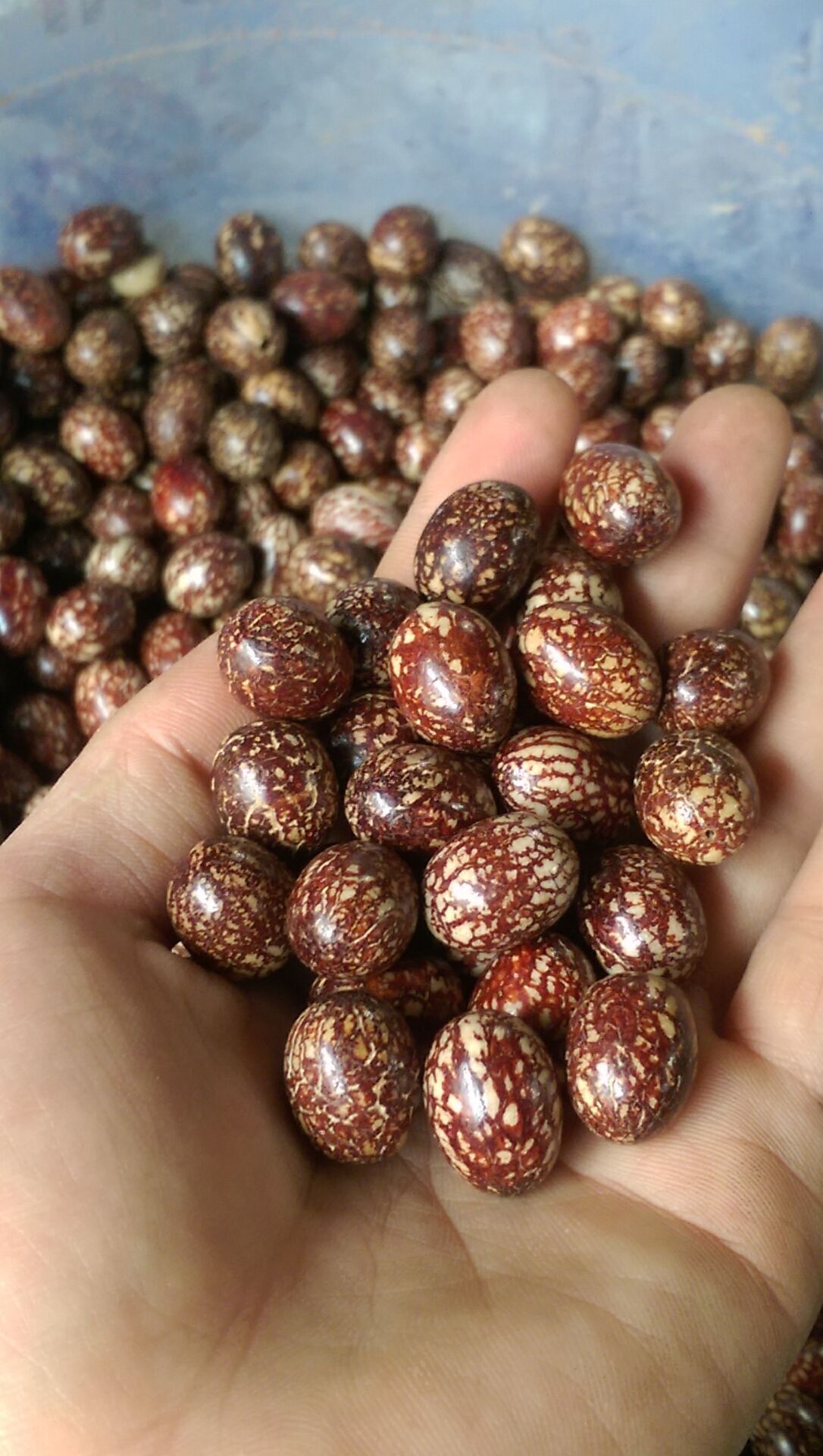 血丝菩提籽原料批发 印尼槟榔果 金丝菩提子工艺品散珠产地直.