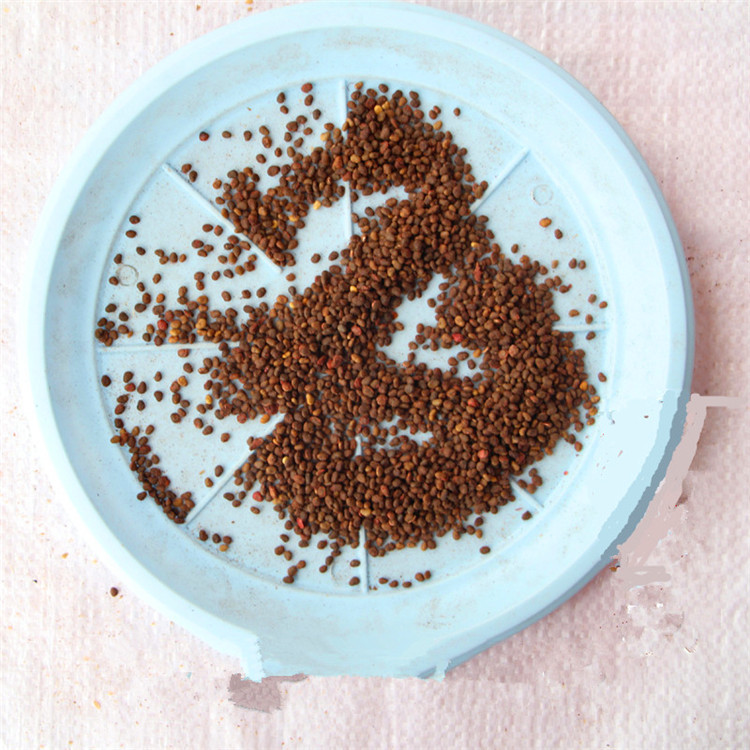 批发供应当年新采的花卉种子草花种子火炬花种子量大从优