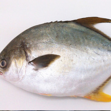 劲绿供应冷冻海鲜水产人气野生深海 燕子鲳鱼5-6两 38元/斤