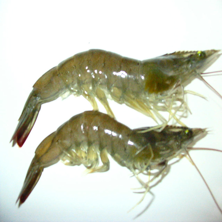 颖博进出口 厄瓜多尔白虾 500g/盒