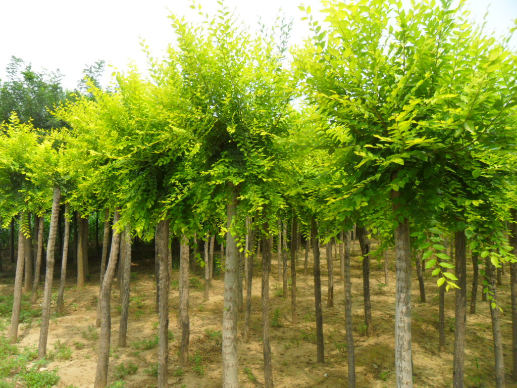 专业销售香花槐苗规格齐全黄金槐树苗 质优价廉