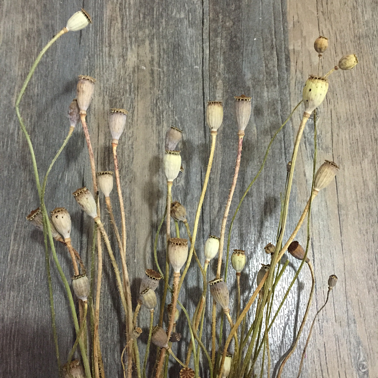 日本大地农园直供永生花diy花材白漆虞美人车轮果干果雪莉果