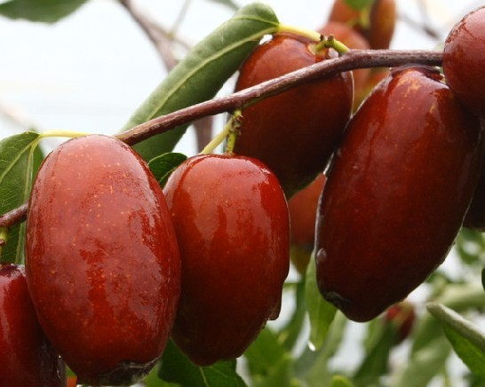 批发新疆若羌灰枣田枣果干杂粮 散装优质大红枣一件代发真空包装