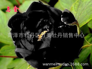黑牡丹图片_黑牡丹图片大全 - 阿里巴巴海量精