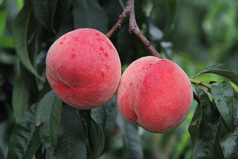 新鲜水果批发4两左右一箱12个踢球山新鲜水果水蜜桃毛桃