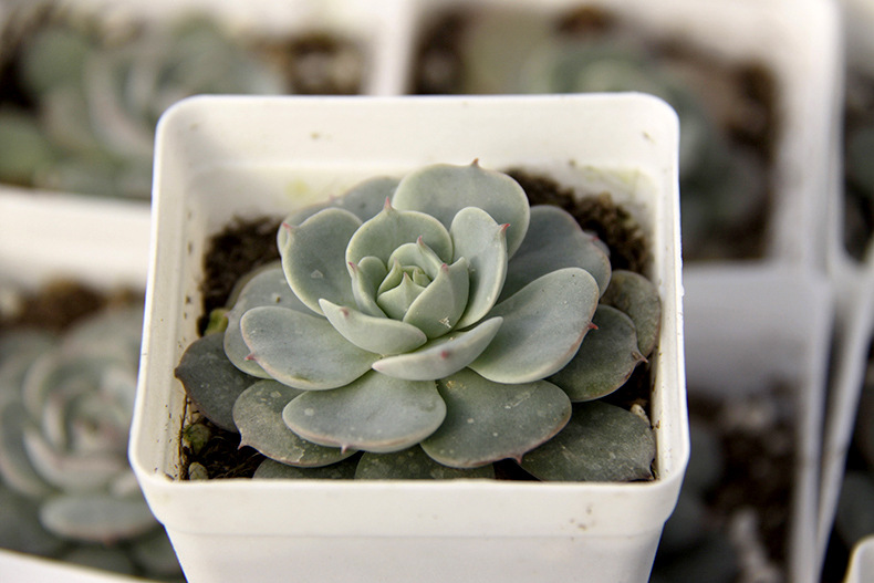 多肉植物批发荷叶莲5cm左右 大棚直销绿色防辐射净化空气奇趣盆