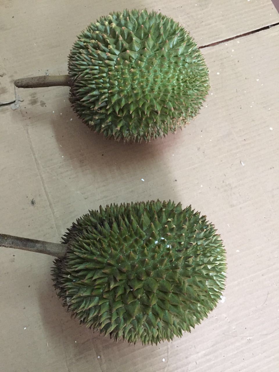 越南牛奶猫山王干尧青皮榴莲按个卖