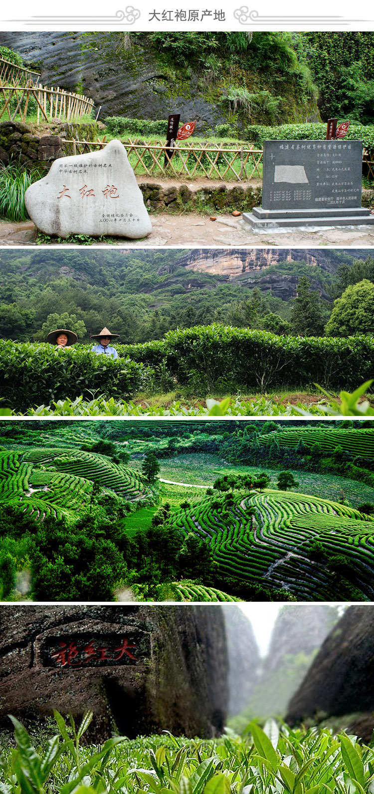 武夷山大红袍产地批发香气好岩茶主产区乌龙茶散装批发