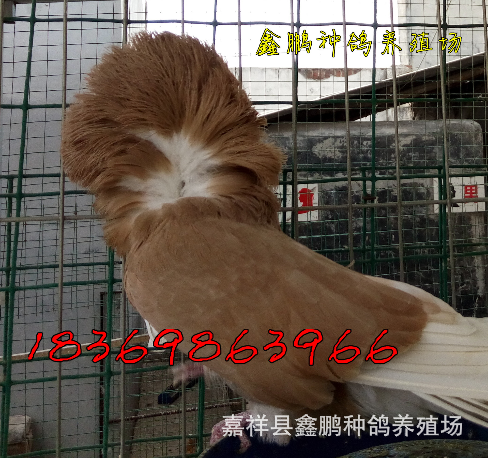 白色毛领观赏鸽图片大全 鑫鹏观赏鸽种鸽养殖 信誉高 ,质量