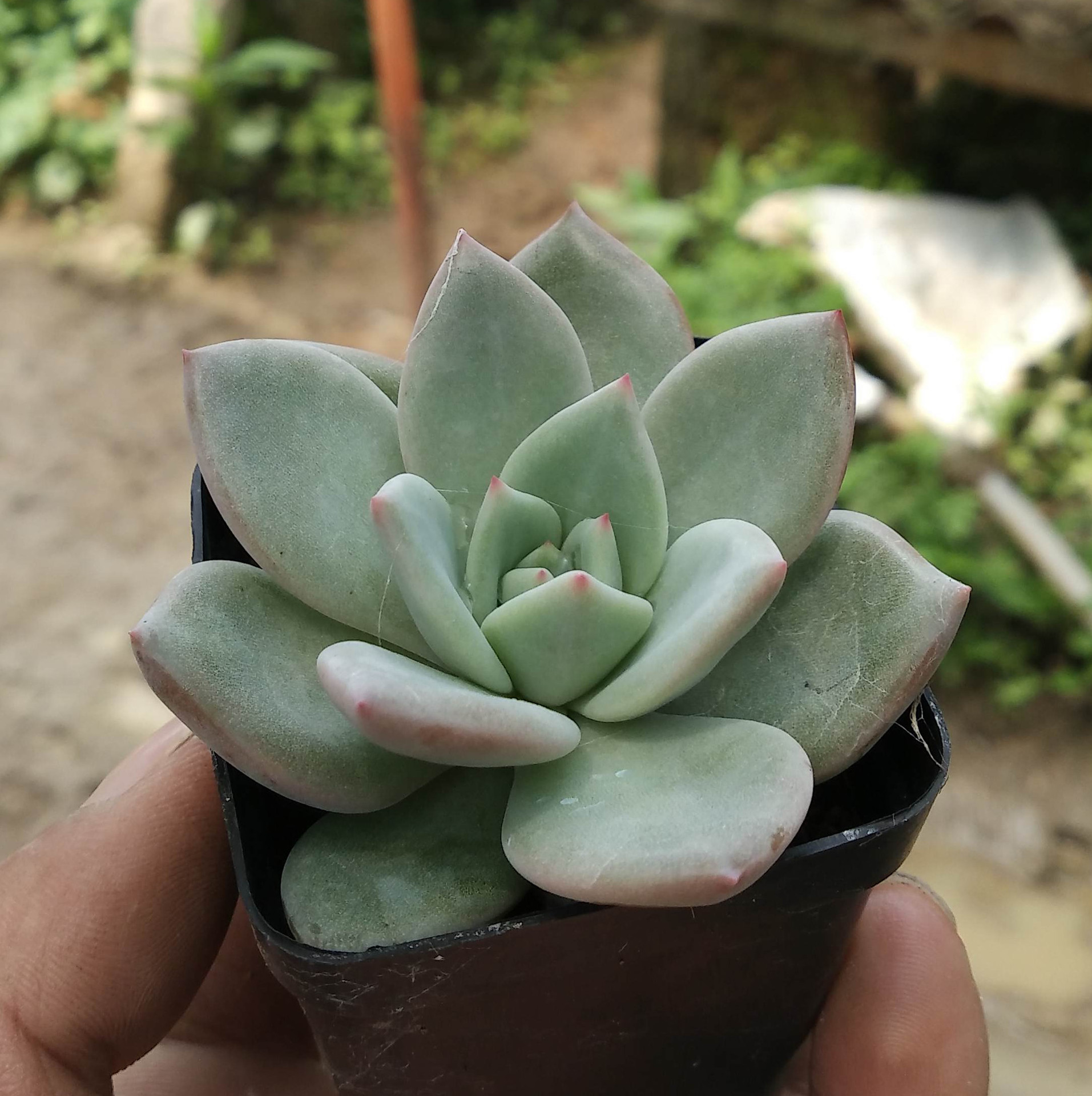 粉香槟 多肉植物批发特价 迷你盆栽 多肉植物组合盆栽 办公.